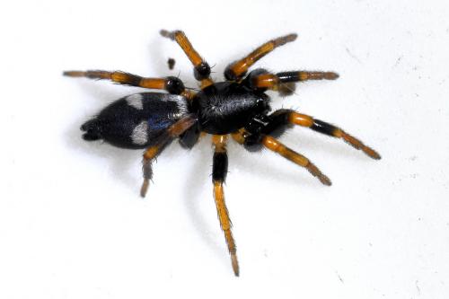 Kishidaia conspicua